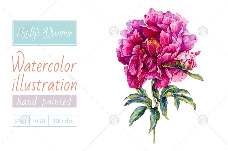 Watercolor peony Watercolor peony