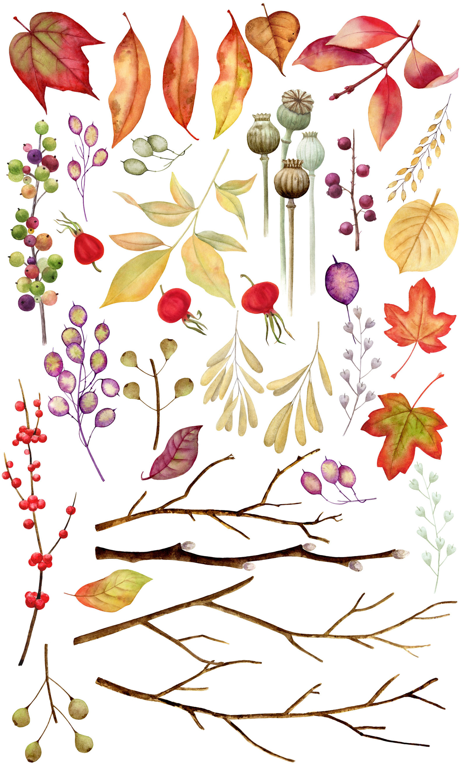 Autumn Herbarium Watercolor Clipart