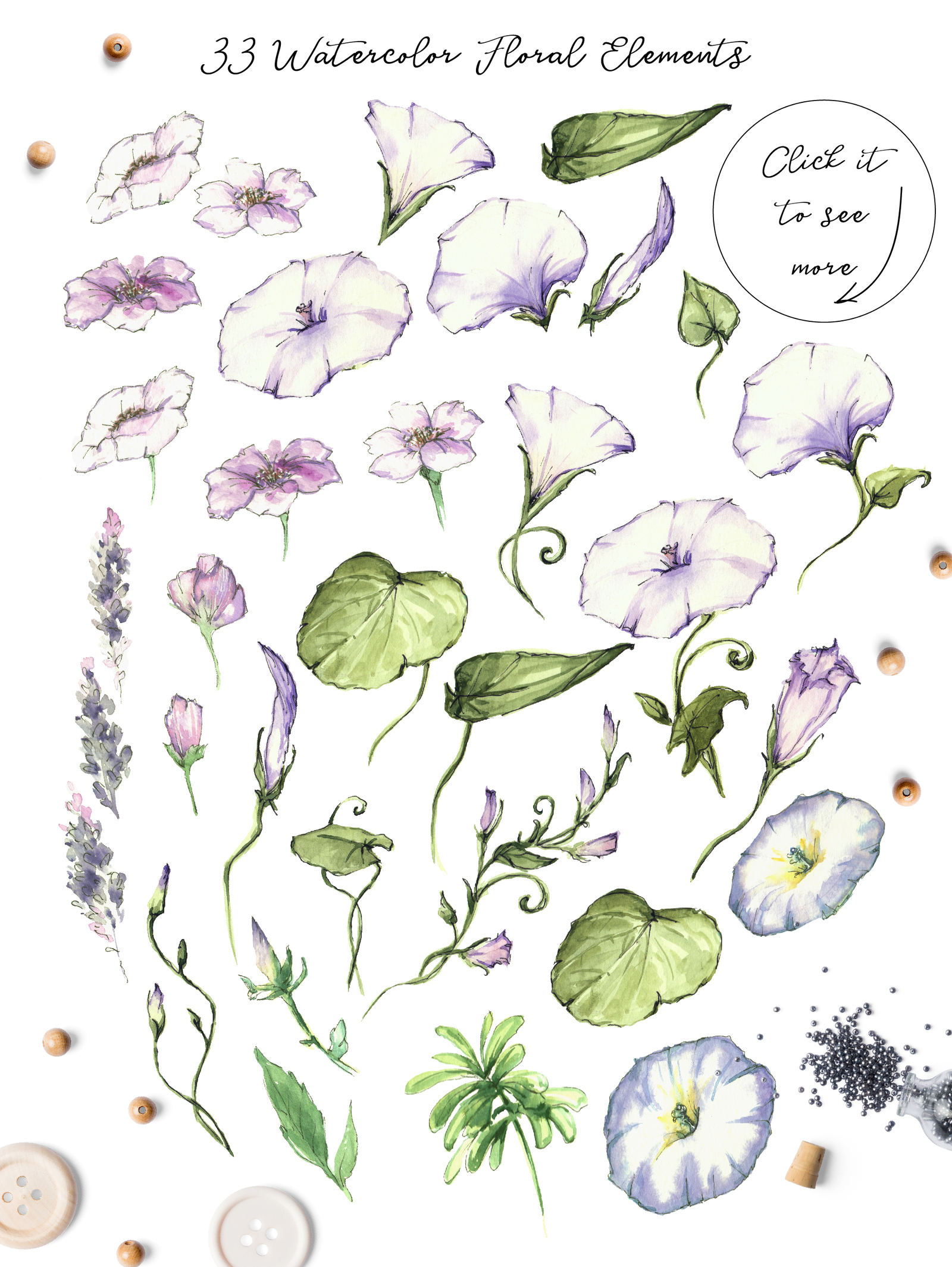 Watercolor flower Clip Art – Morning-Glory Watercolor flower Clip Art – Morning-Glory
