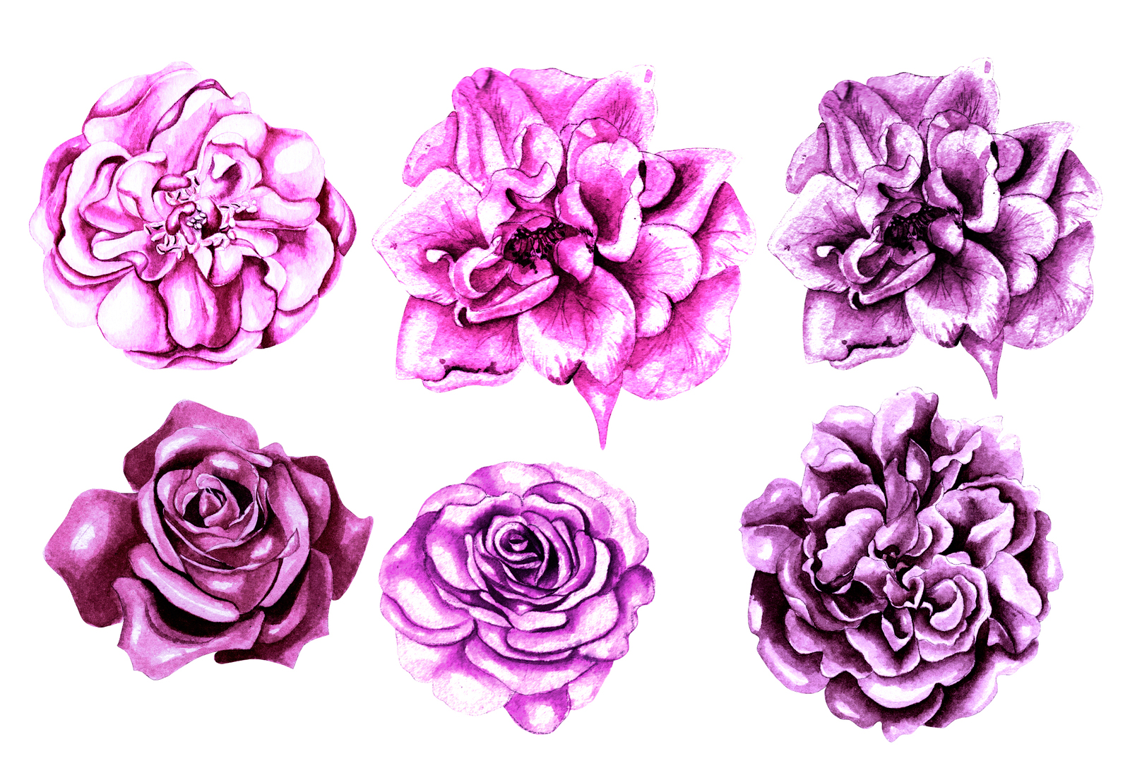 Hand Drawn Watercolor Flowers 64 PNG&amp;VECTOR