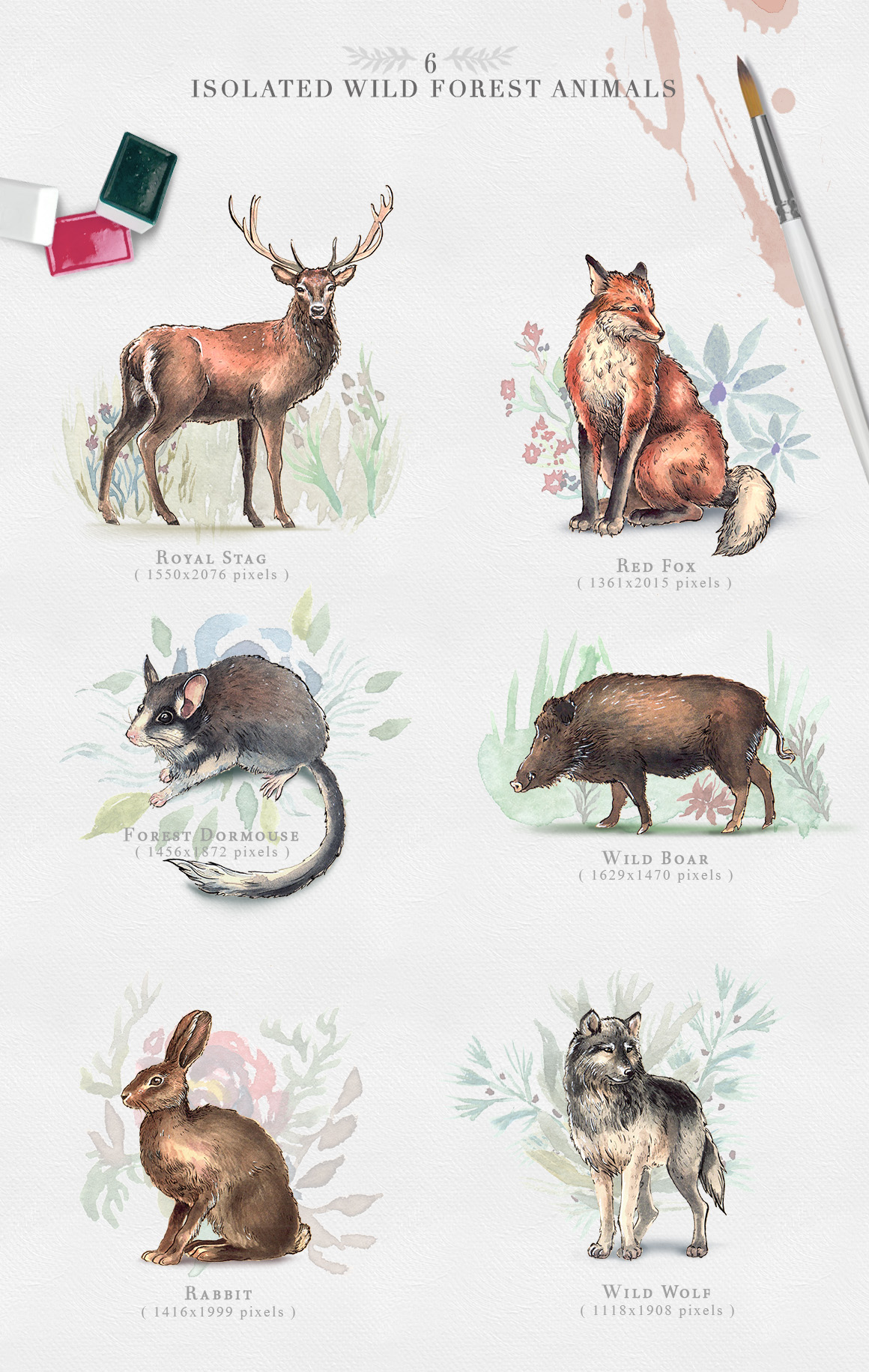 Wild Forest Watercolor Collection