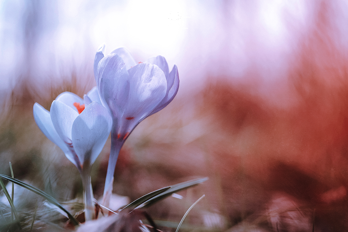 Dreamy Lightroom Presets Dreamy Lightroom Presets