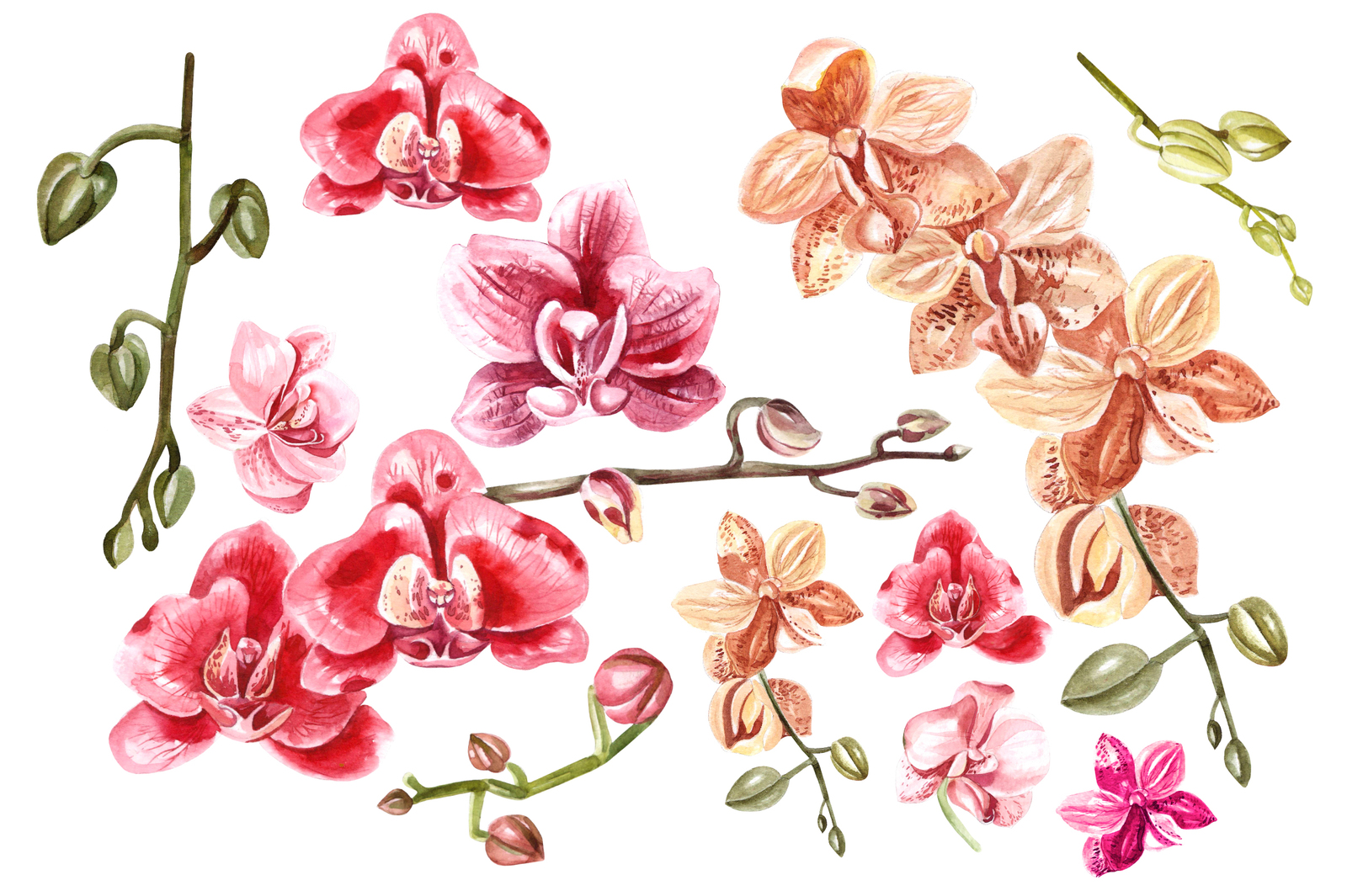 Hand Drawn Watercolor Orchids