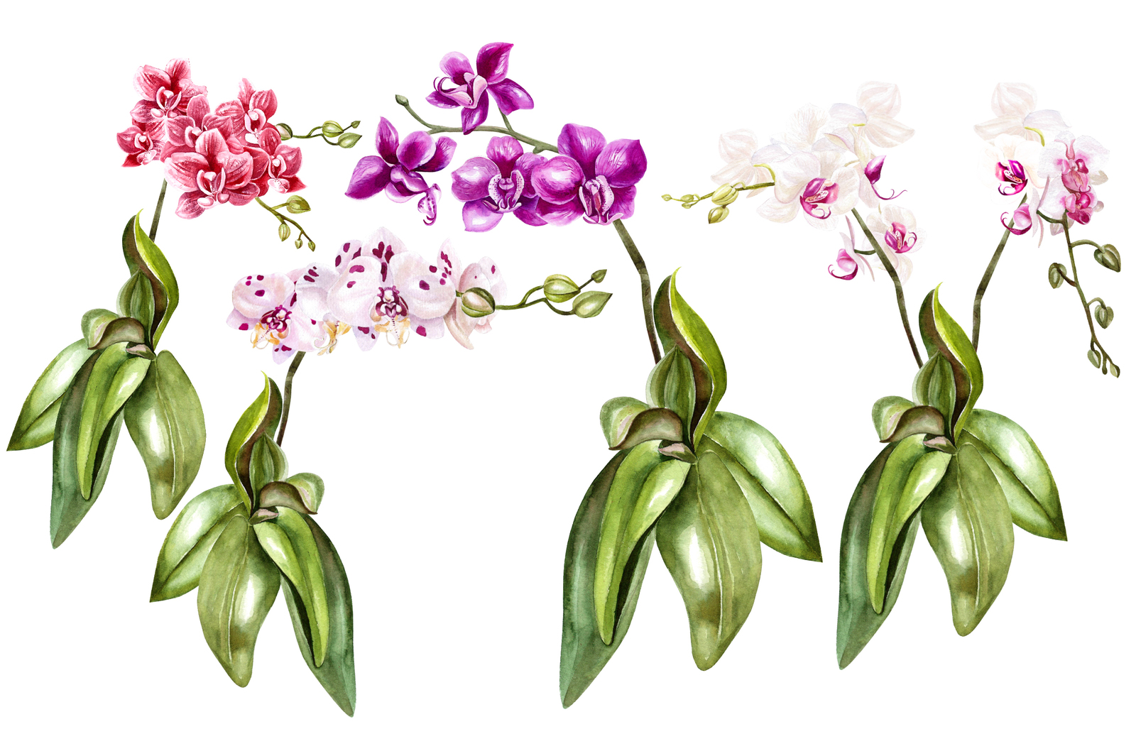 Hand Drawn Watercolor Orchids