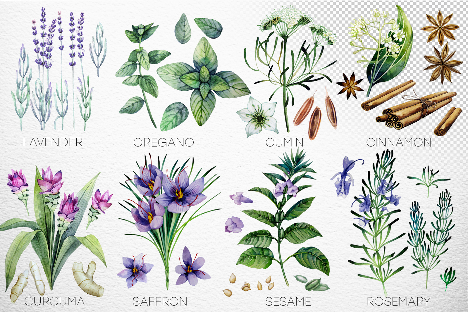 Watercolor Herbs