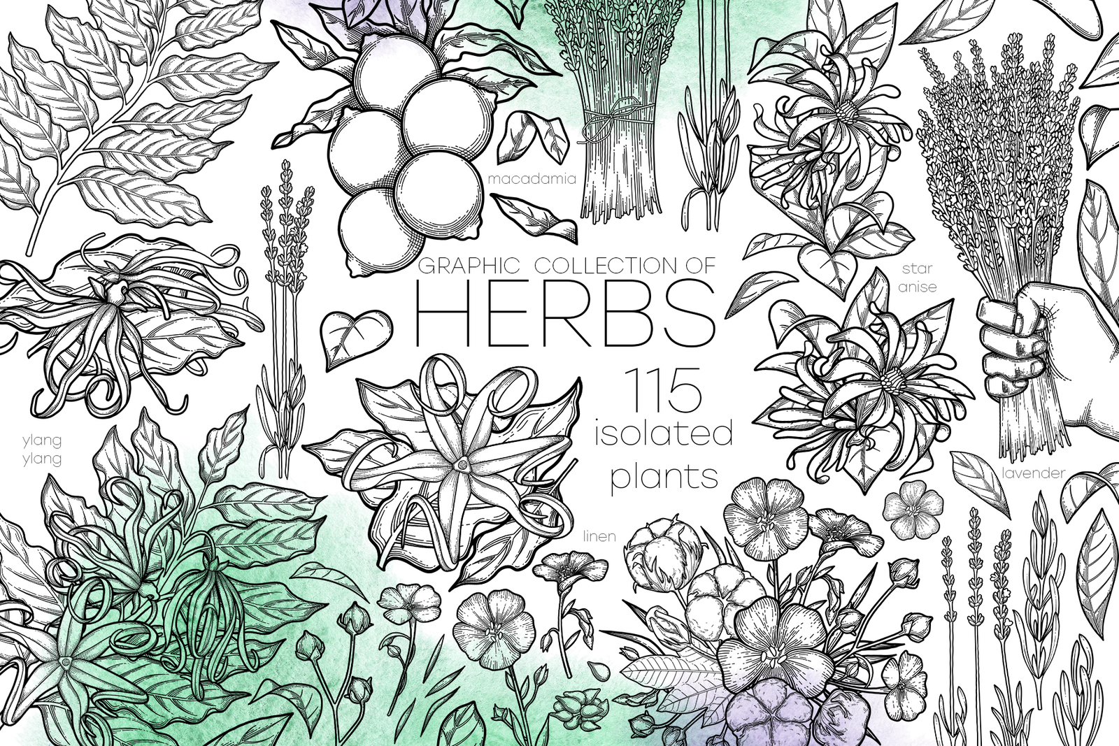 Graphic Herbs Graphic Herbs