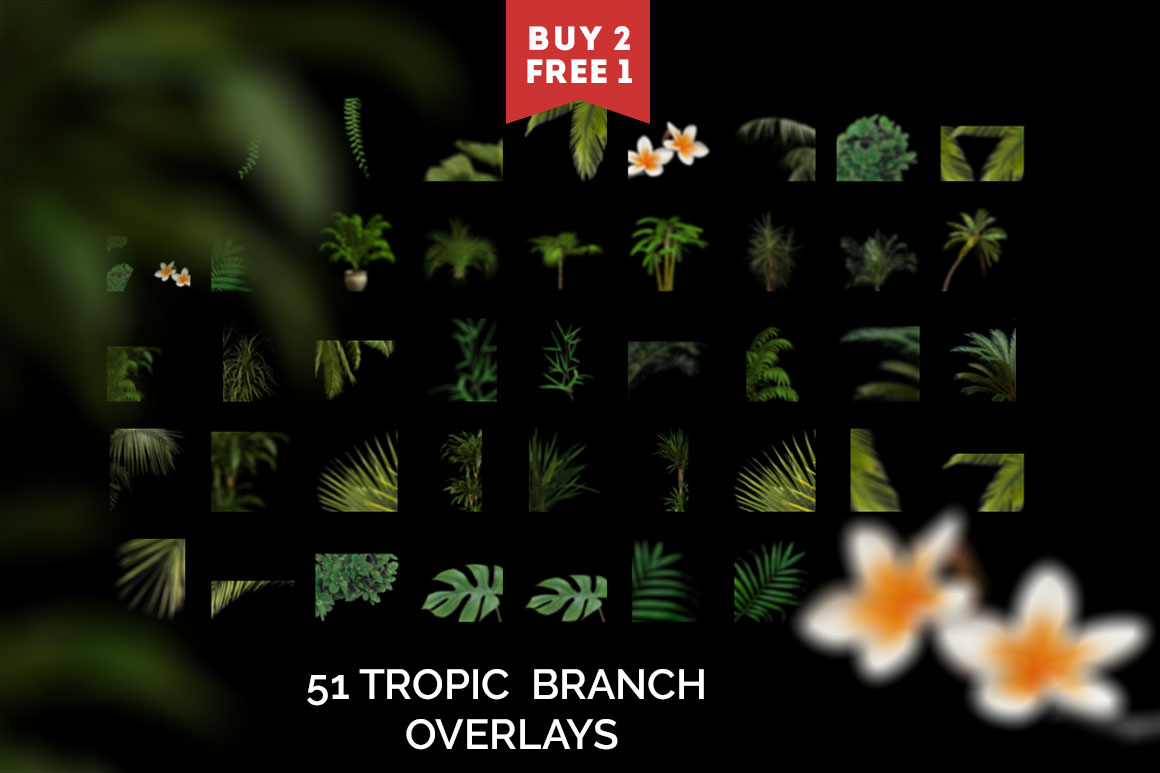 51 Tropic Tree Branch Photo overlays 51 Tropic Tree Branch Photo overlays