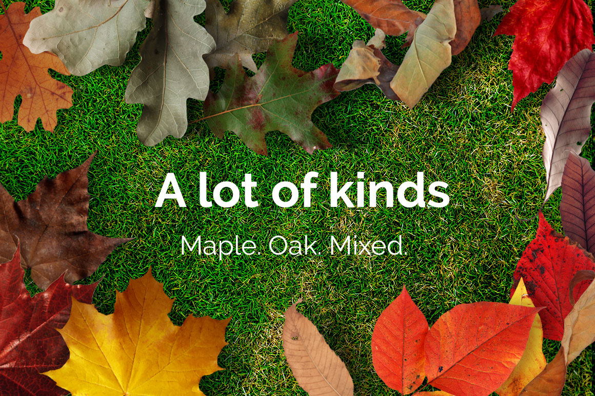 97 Autumn Leaves Photo Overlays 97 Autumn Leaves Photo Overlays