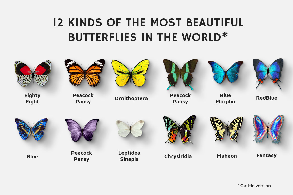 112 Butterfly Photo Overlays 2.0 112 Butterfly Photo Overlays 2.0