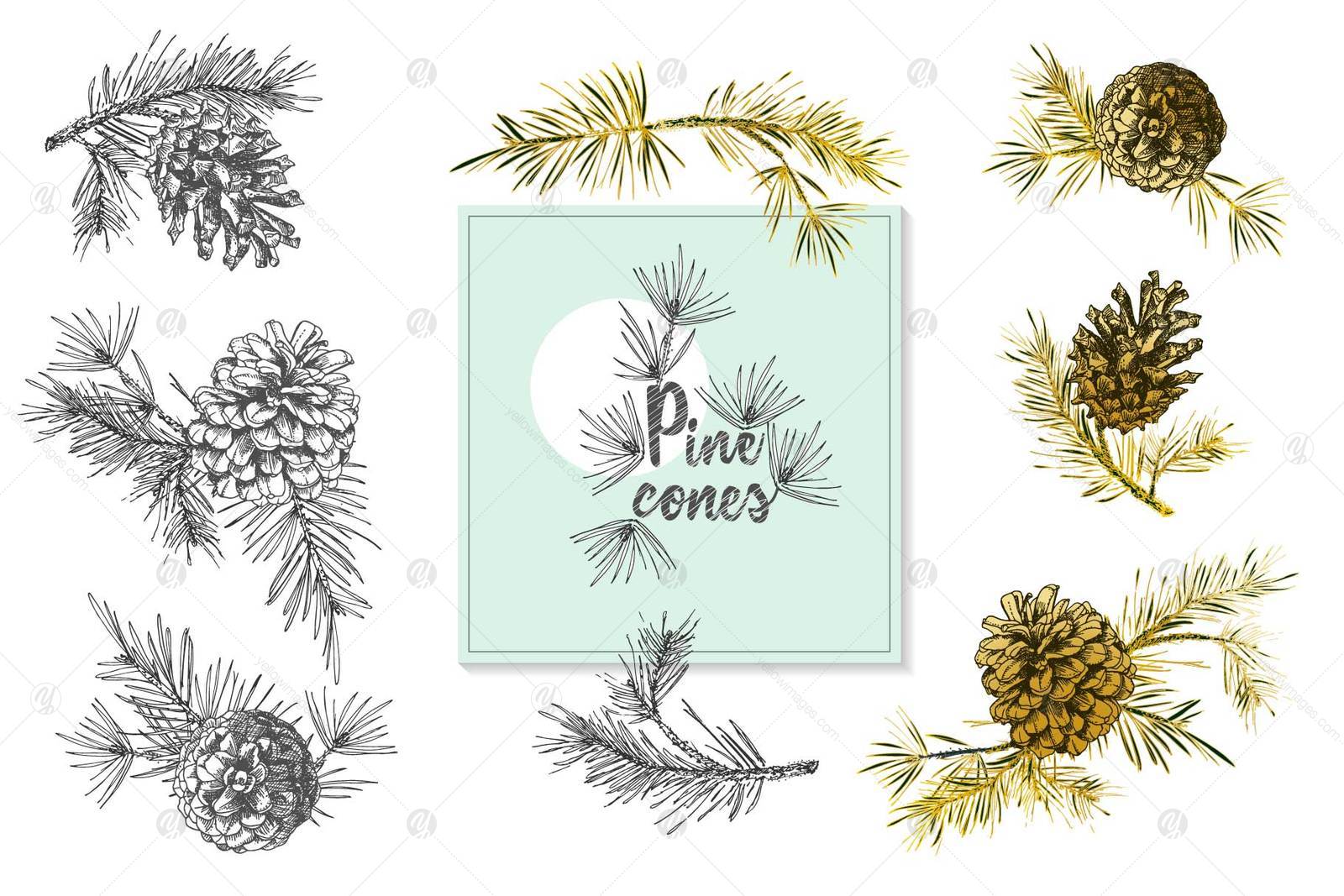 Hand drawn sketch fir with pinecones Hand drawn sketch fir with pinecones