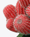 Cactus in Glossy Pot Mockup