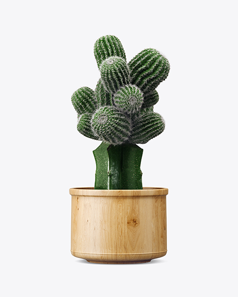 Cactus in Glossy Pot Mockup