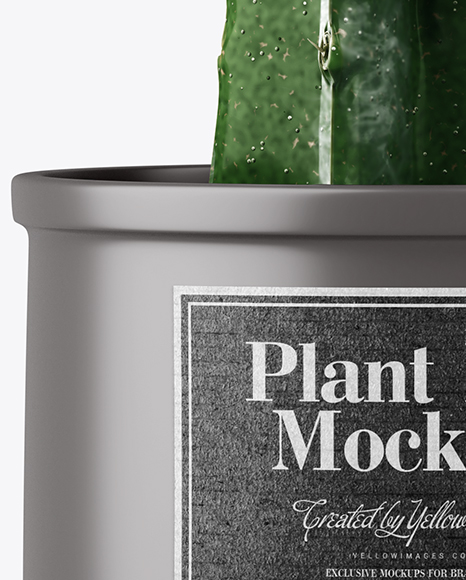 Cactus in Matte Pot Mockup