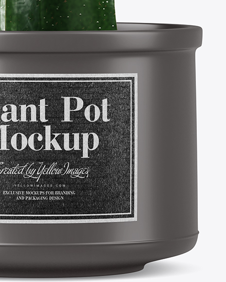 Cactus in Matte Pot Mockup