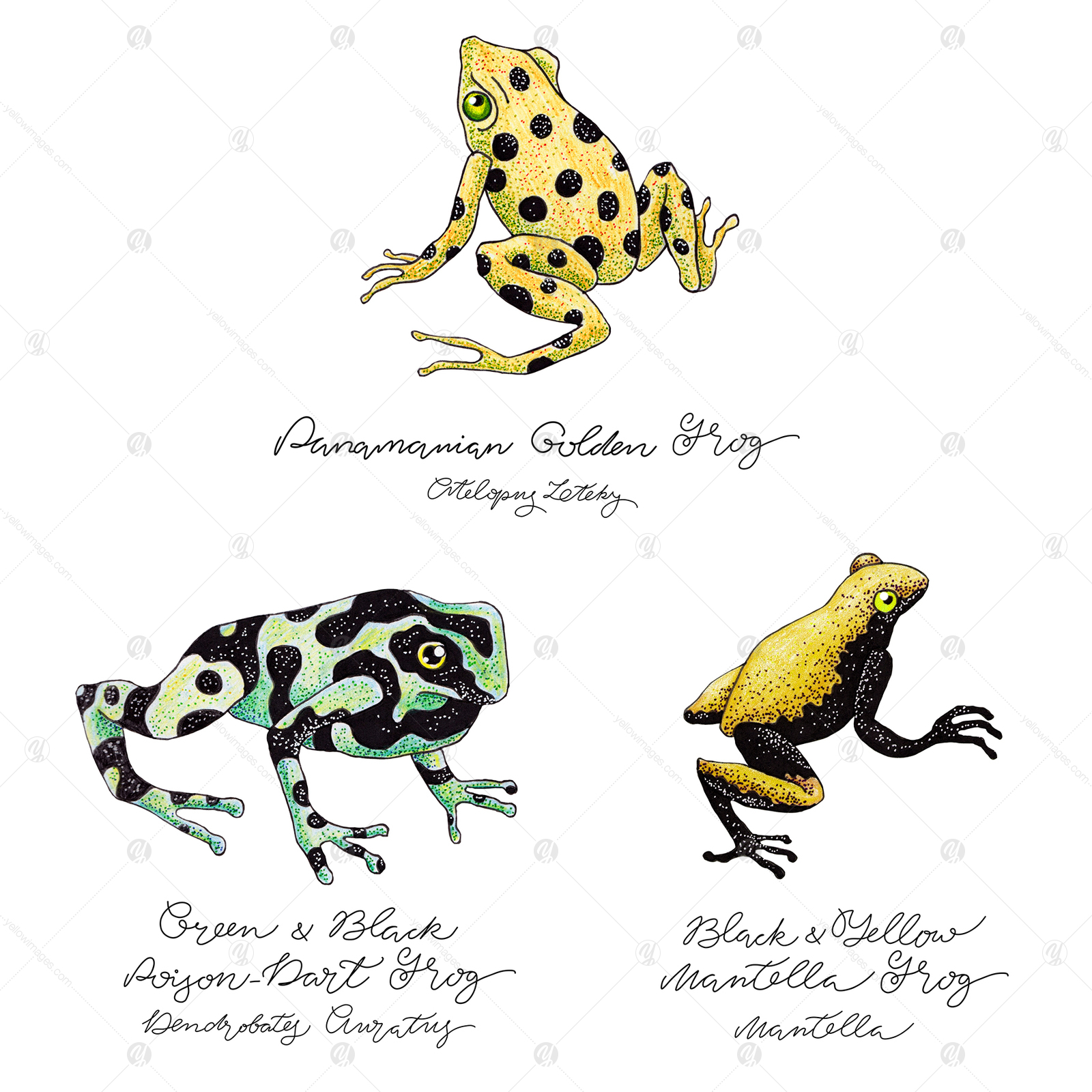 Frog Set