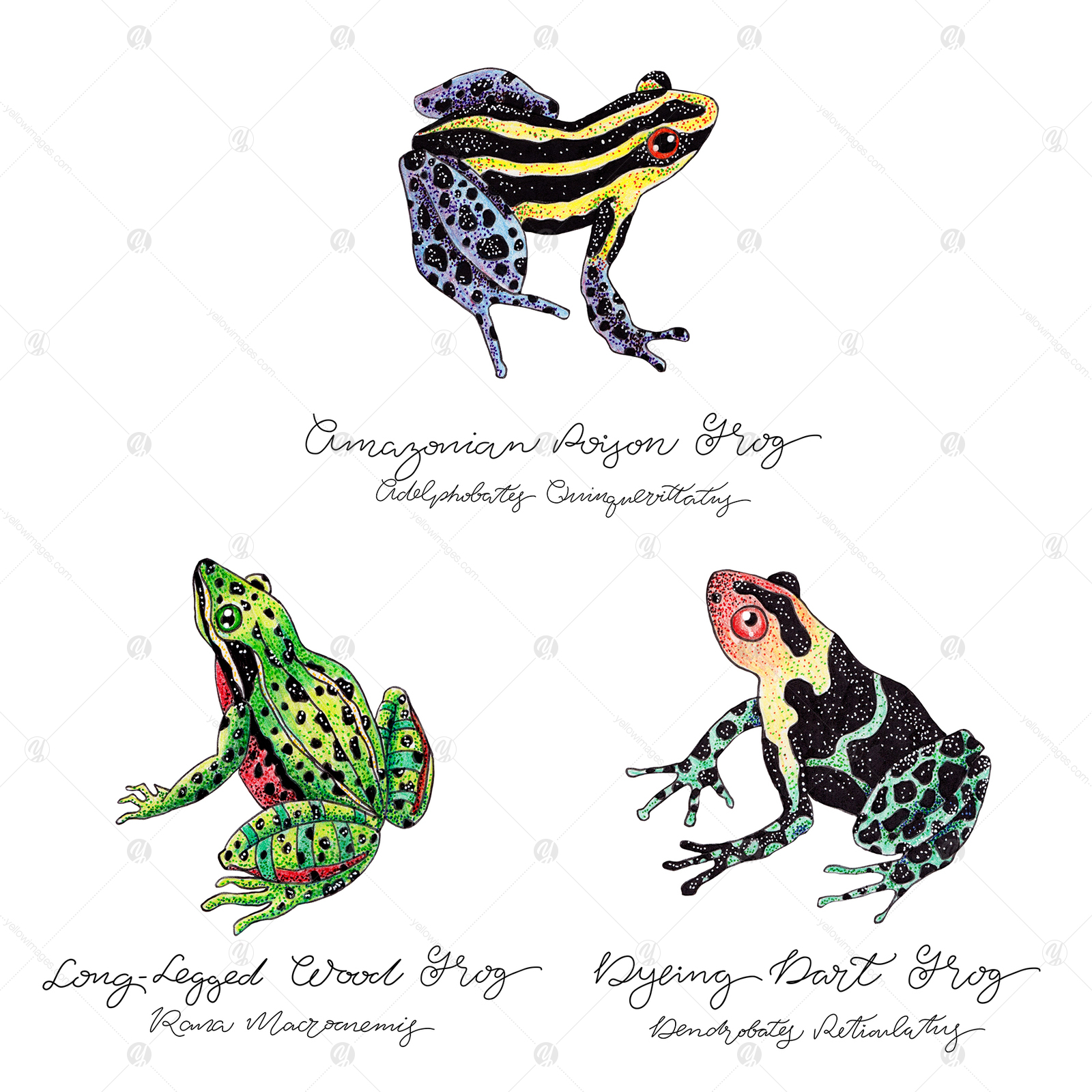 Frog Set