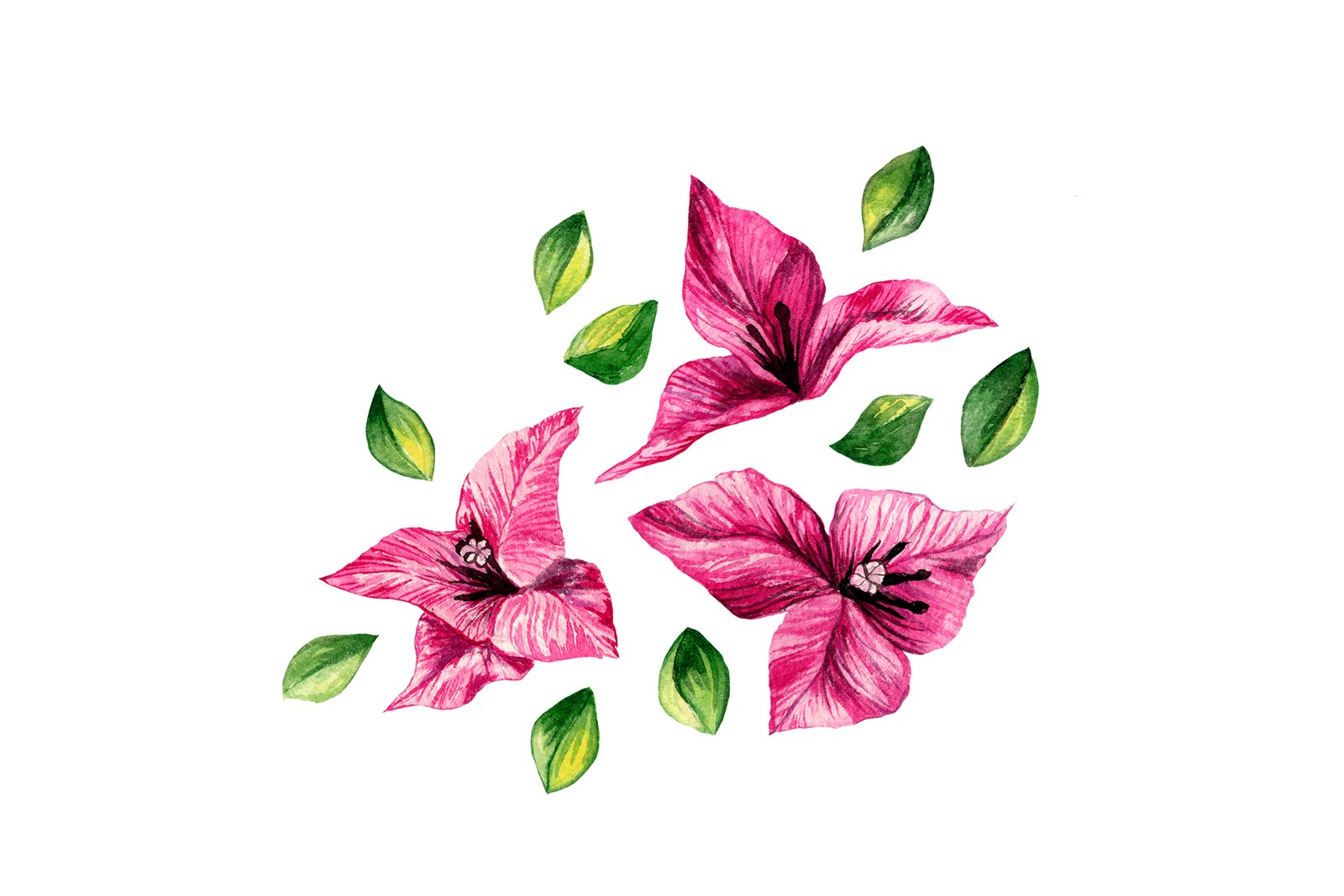 Bougainvillea Floral Clipart