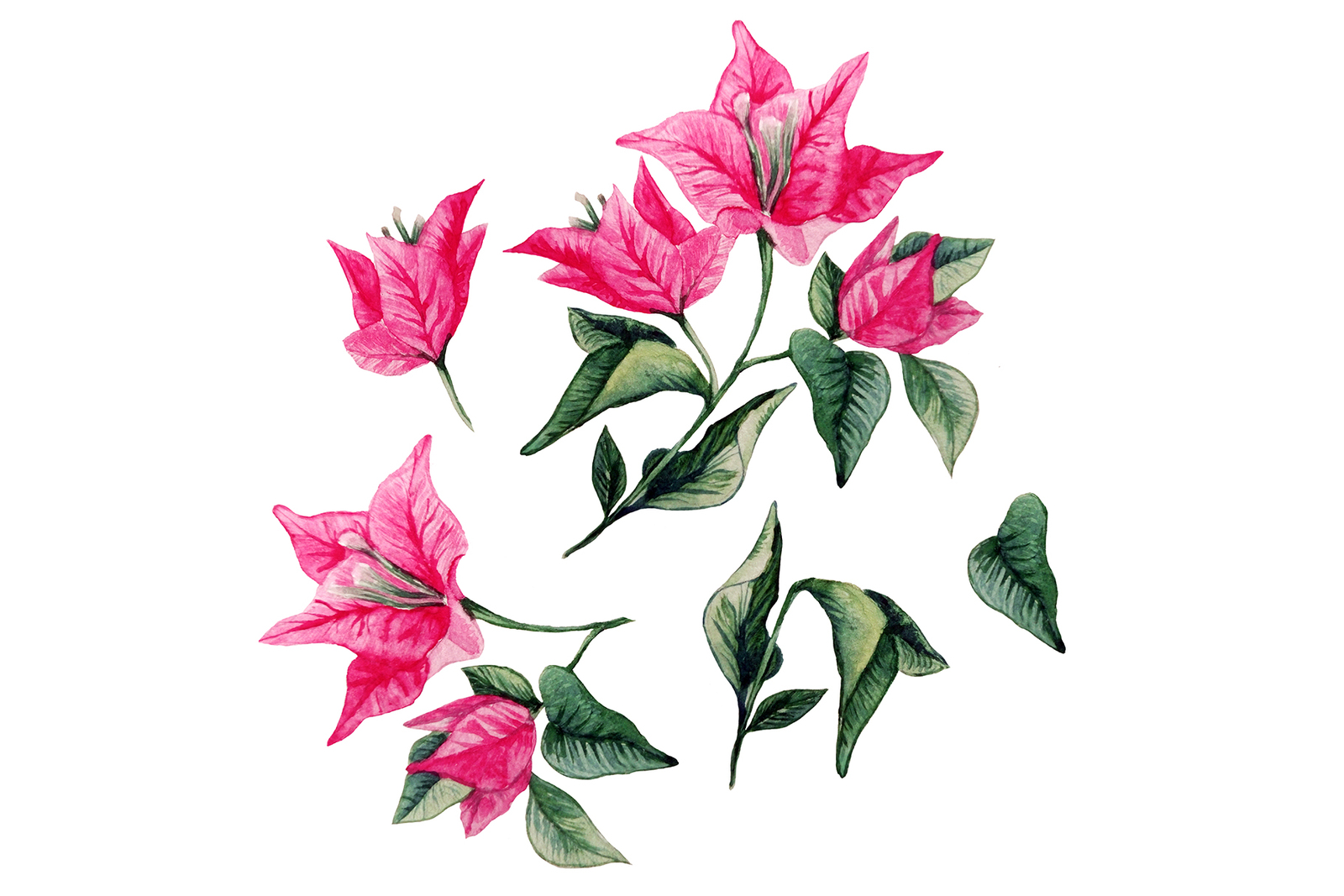 Bougainvillea Floral Clipart