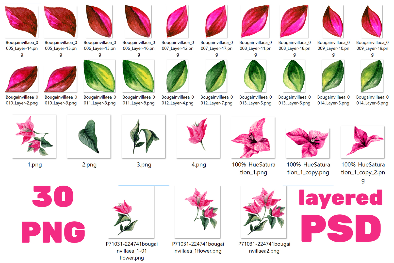 Bougainvillea Floral Clipart