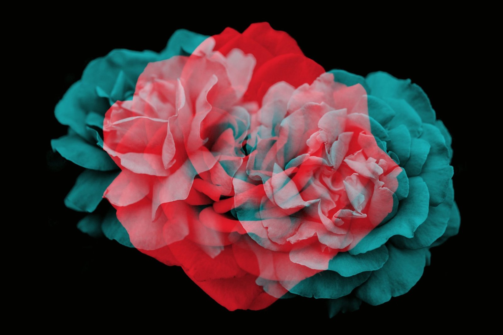 Elegant Floral Brushes for Photoshop