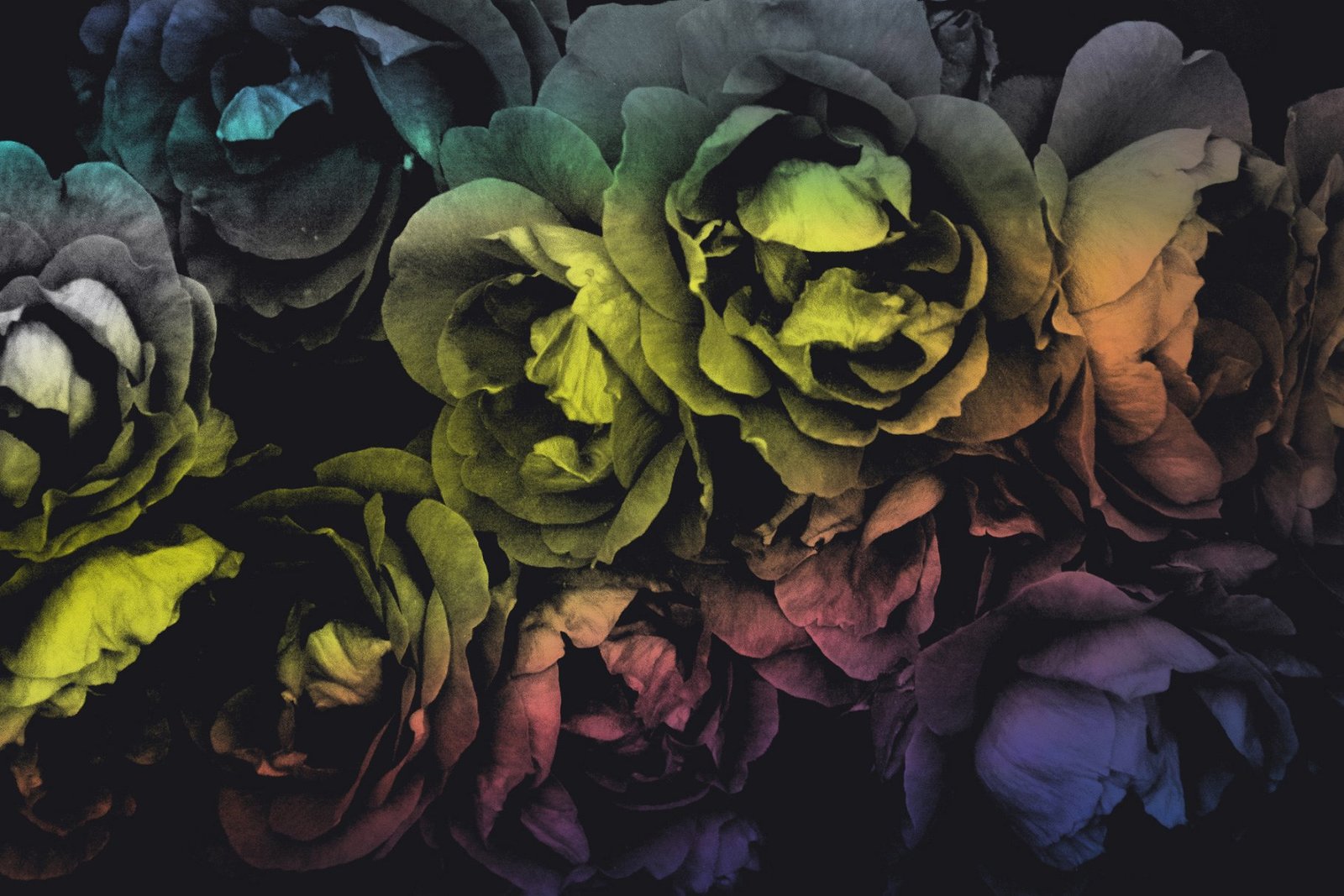 Elegant Floral Brushes for Photoshop