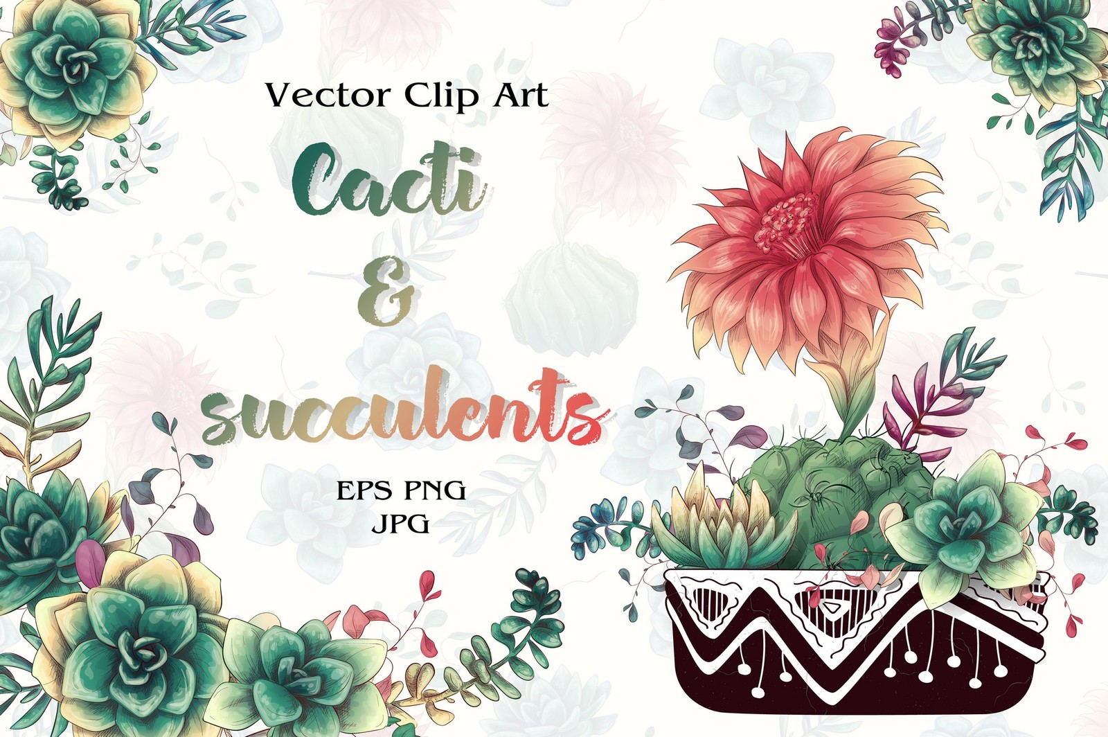 Cacti & Succulents Cacti & Succulents