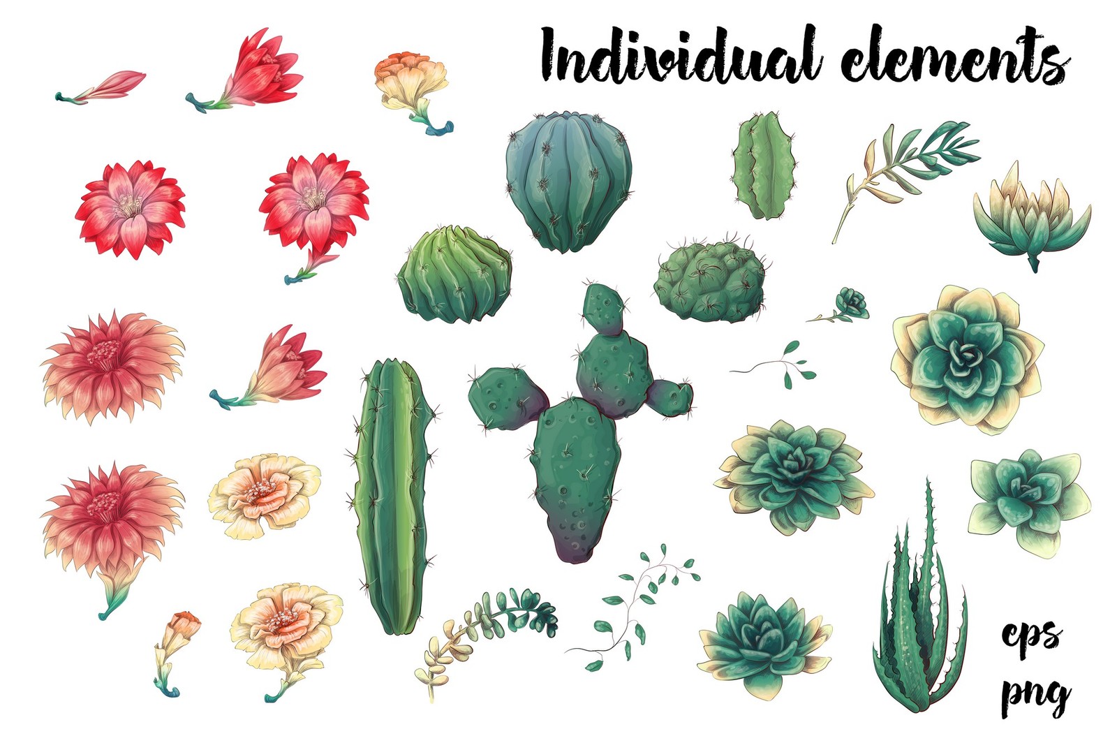 Cacti &amp; Succulents