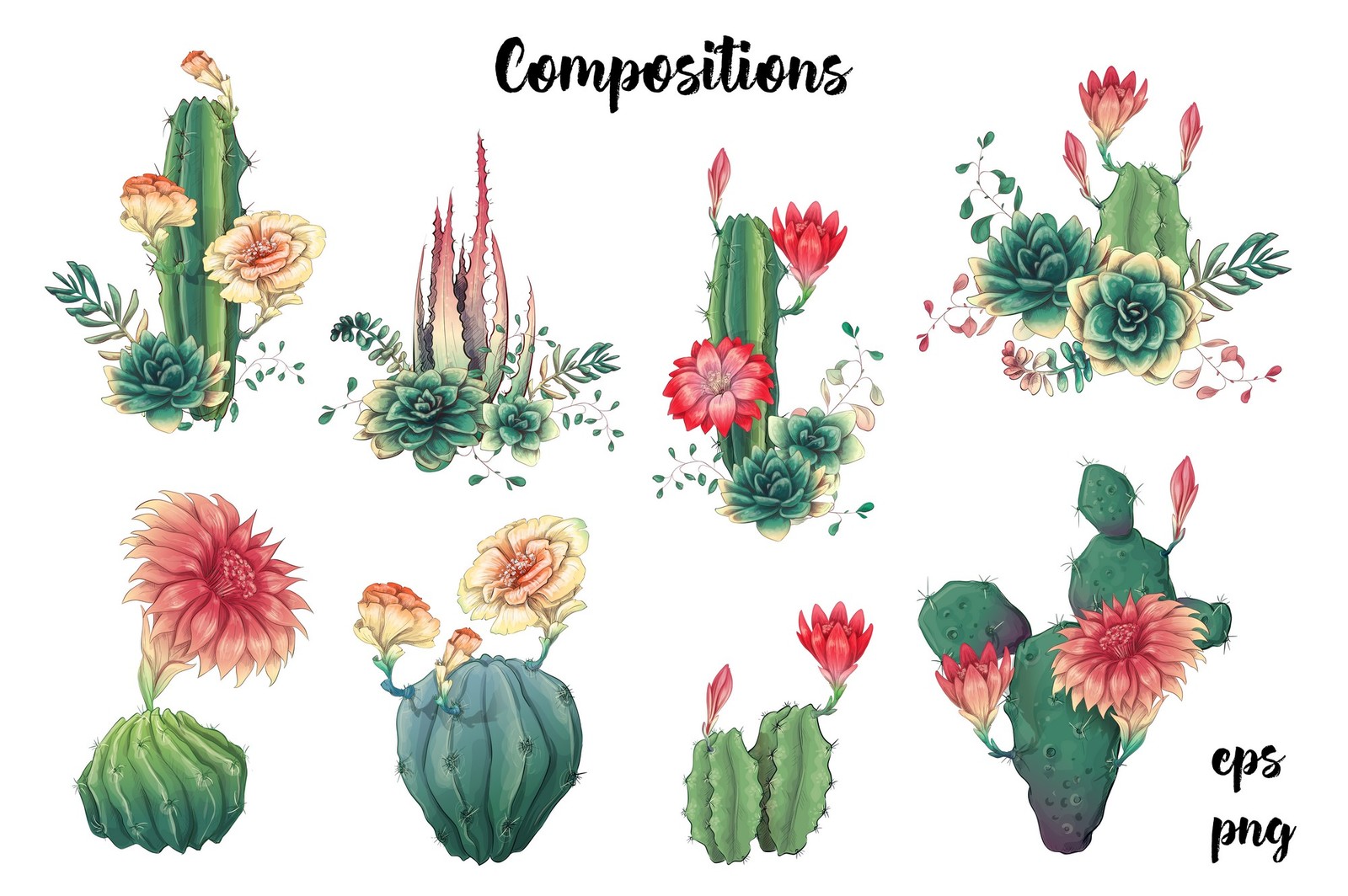 Cacti &amp; Succulents