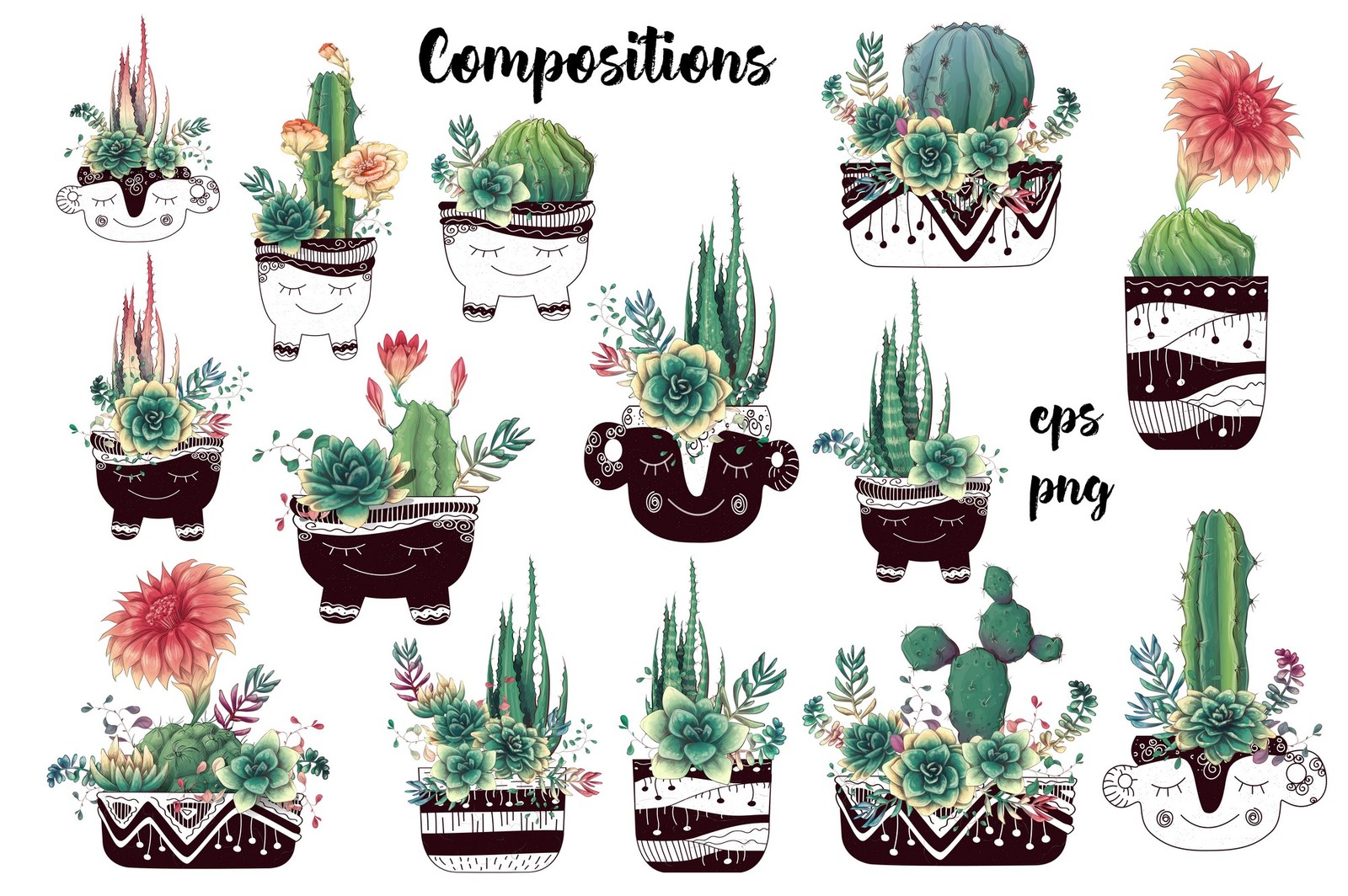 Cacti &amp; Succulents