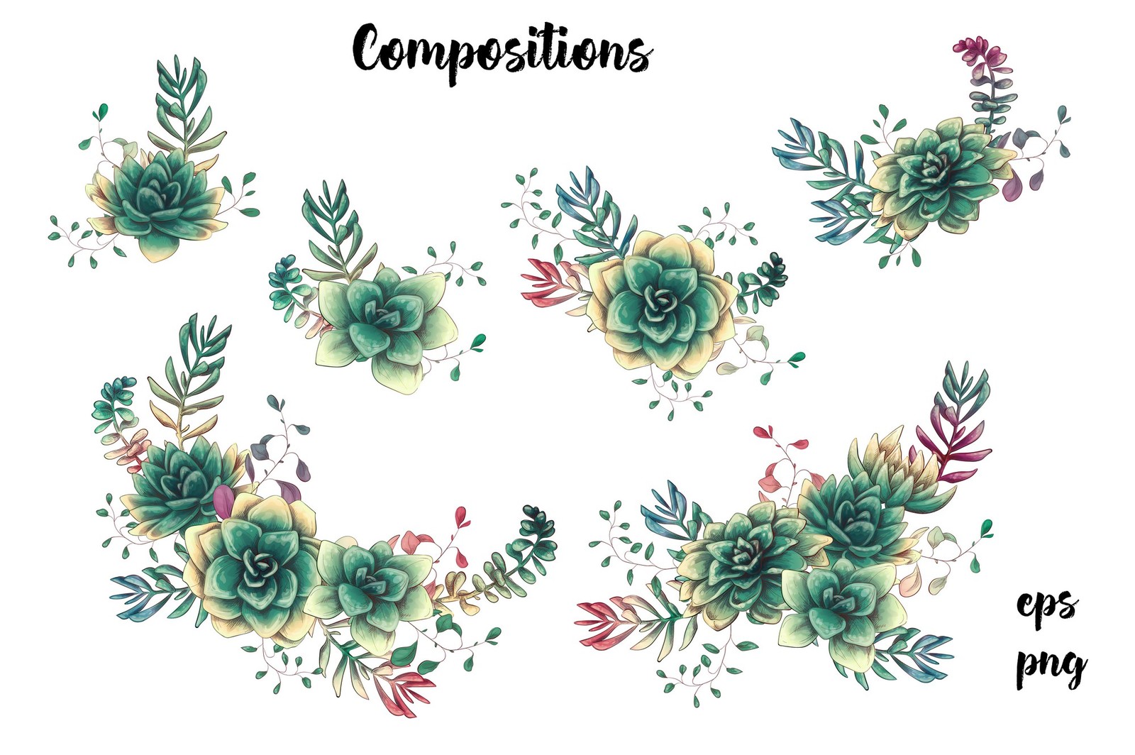 Cacti & Succulents Cacti & Succulents