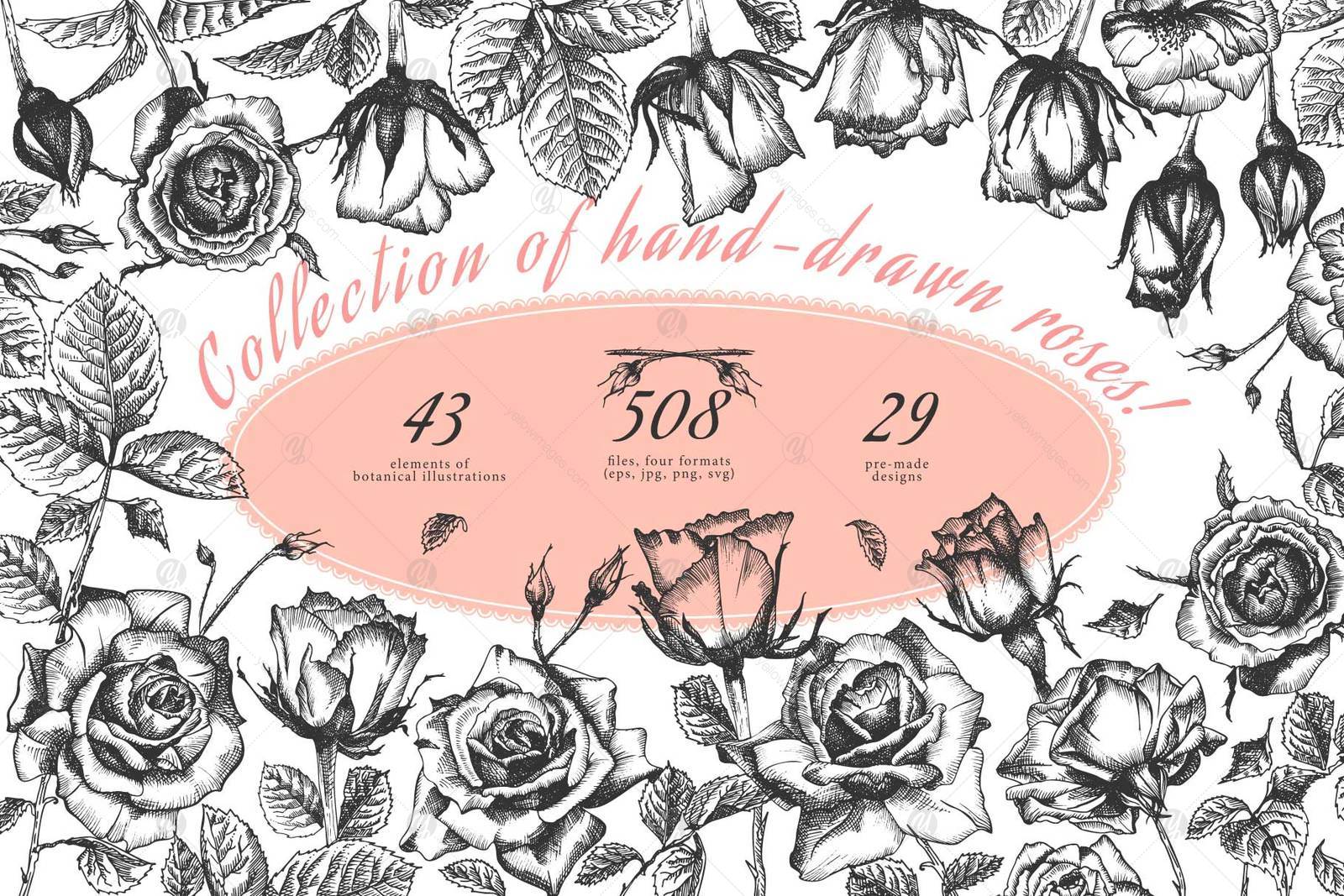 Hand drawn sketch Roses, Vector botanical illustrations Hand drawn sketch Roses, Vector botanical illustrations