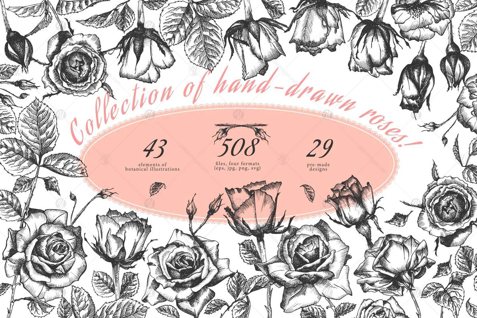 Hand drawn sketch Roses, Vector botanical illustrations