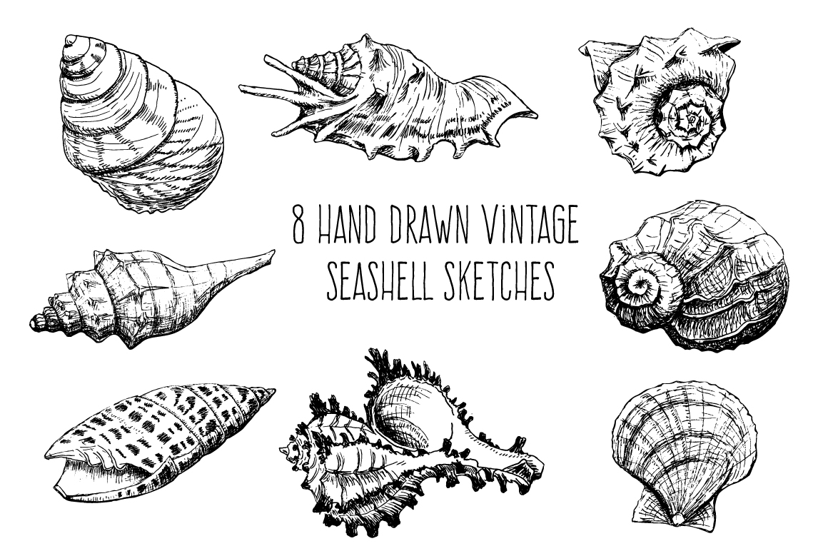 Hand drawn collection of 8 seashells