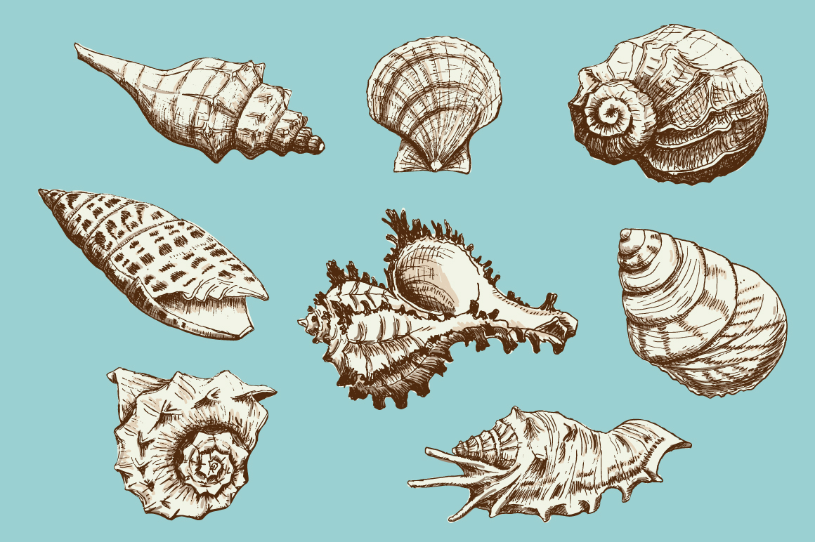 Hand drawn collection of 8 seashells