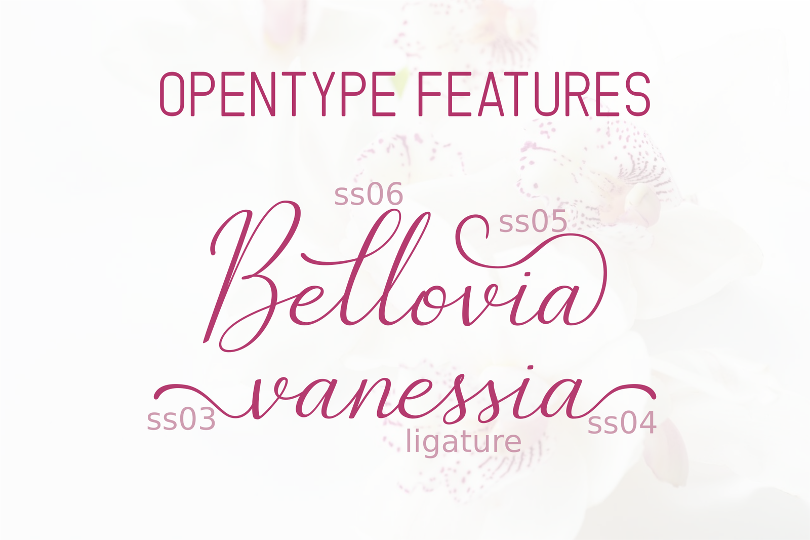 The Bellovia - Font Duo The Bellovia - Font Duo