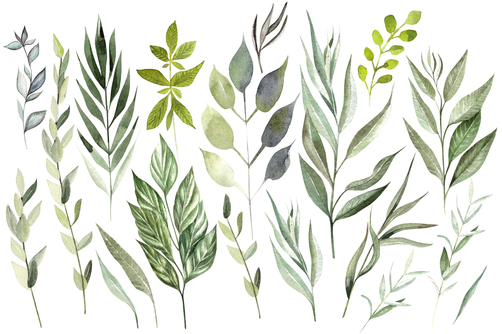 Watercolor EUCALYPTUS & LEAVES Watercolor EUCALYPTUS & LEAVES