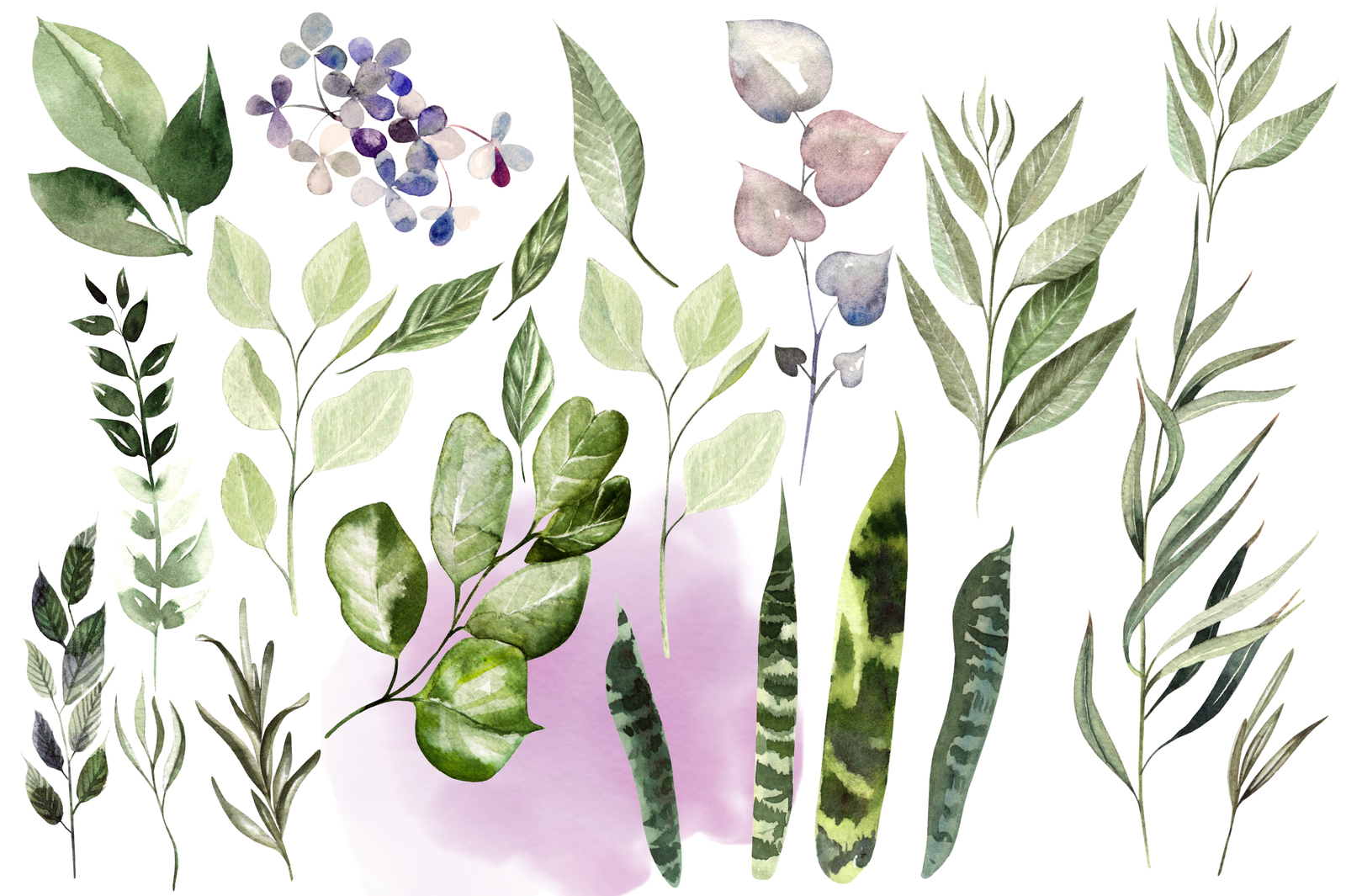 Watercolor EUCALYPTUS & LEAVES Watercolor EUCALYPTUS & LEAVES