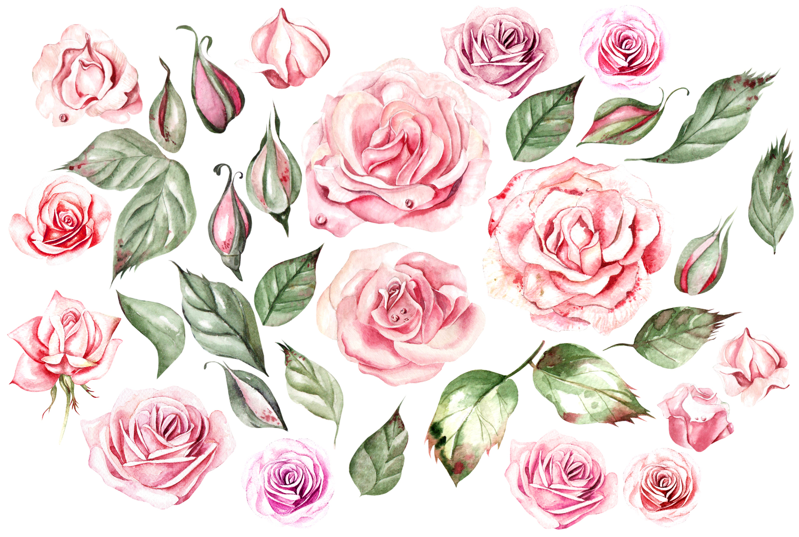 Watercolor ROSES & COTTON Watercolor ROSES & COTTON