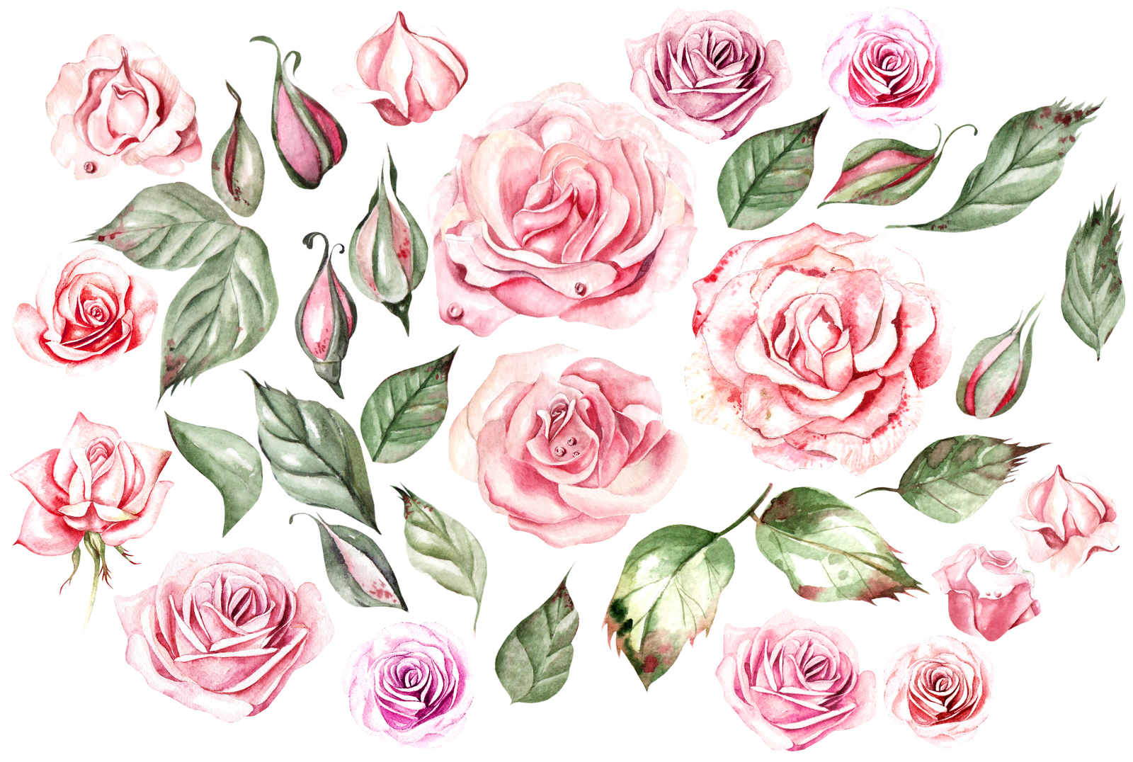 Watercolor ROSES &amp; COTTON