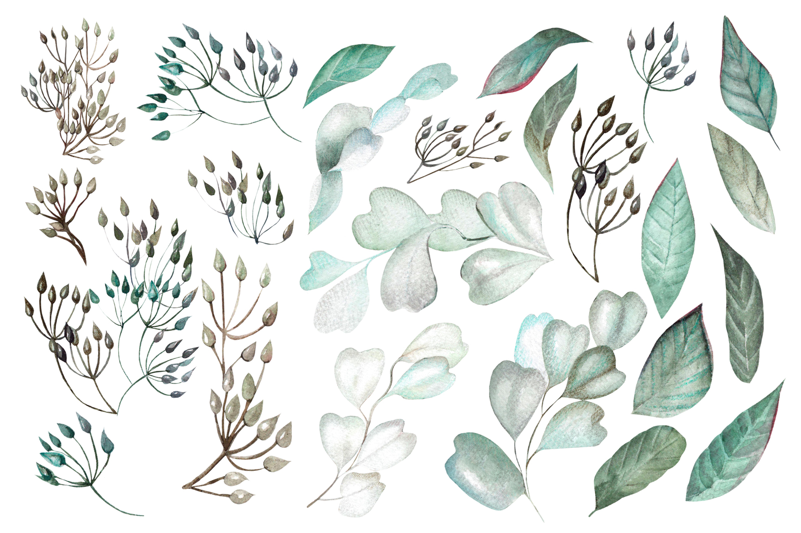 Watercolor ROSES & COTTON Watercolor ROSES & COTTON