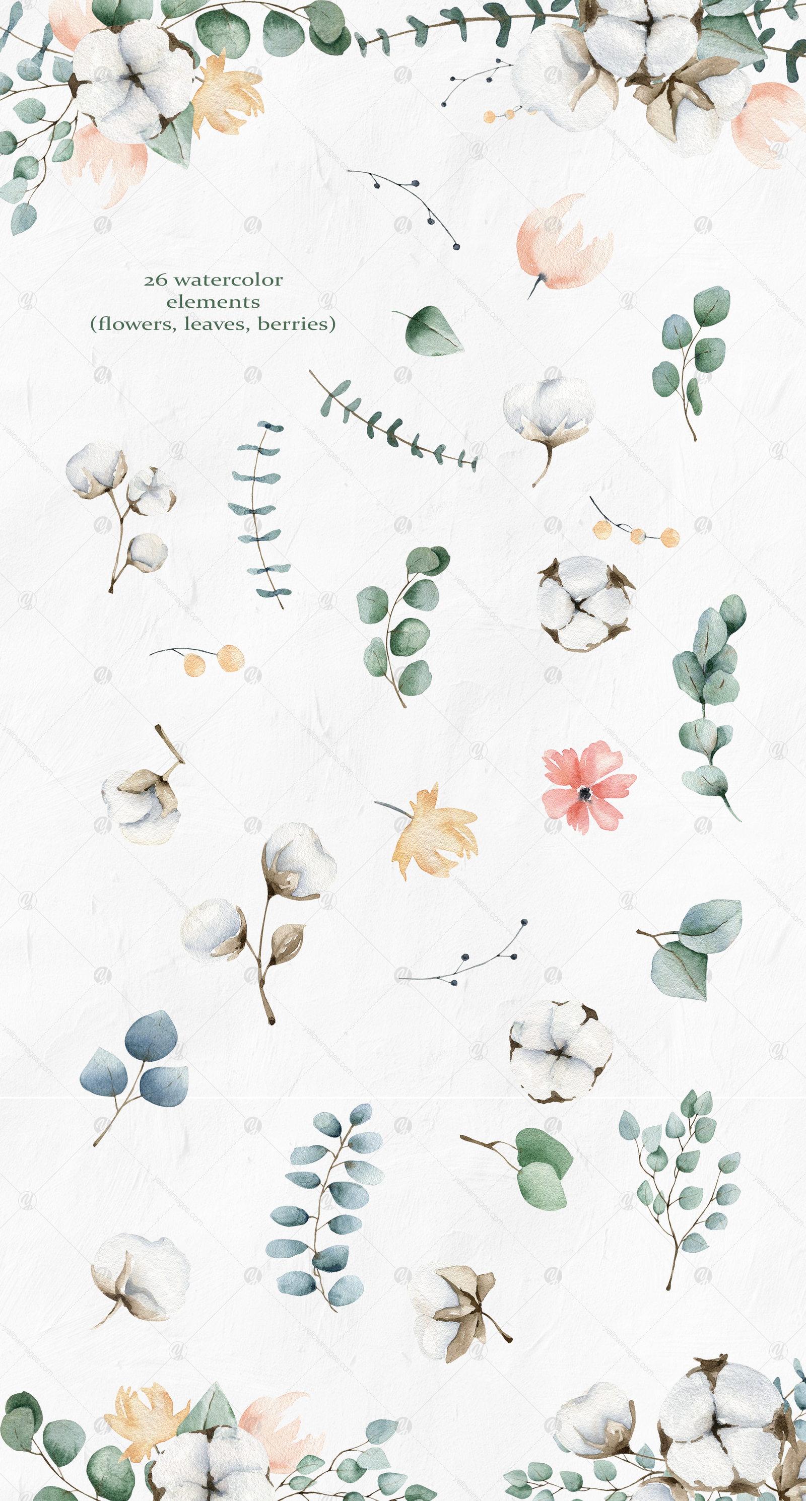 Cotton and Eucalyptus watercolor clipart collection Cotton and Eucalyptus watercolor clipart collection