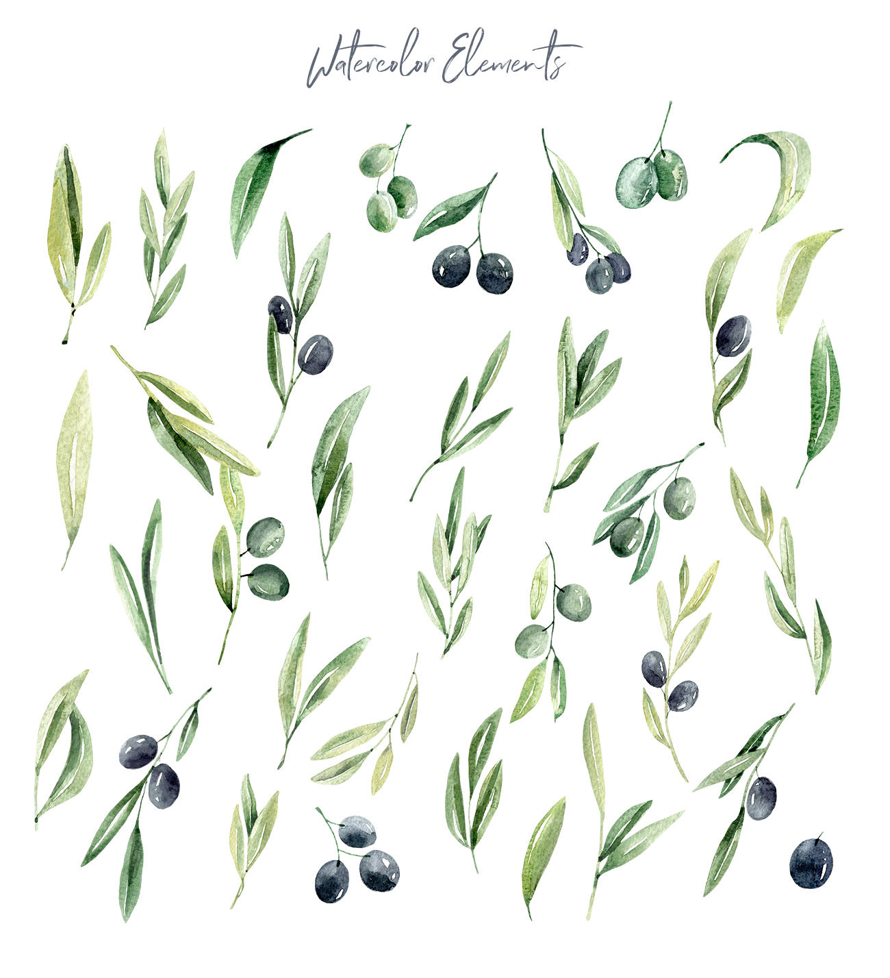 Watercolor Olive branches