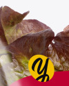 Plastic Bag With Red Oak Leaf Lettuce Mockup