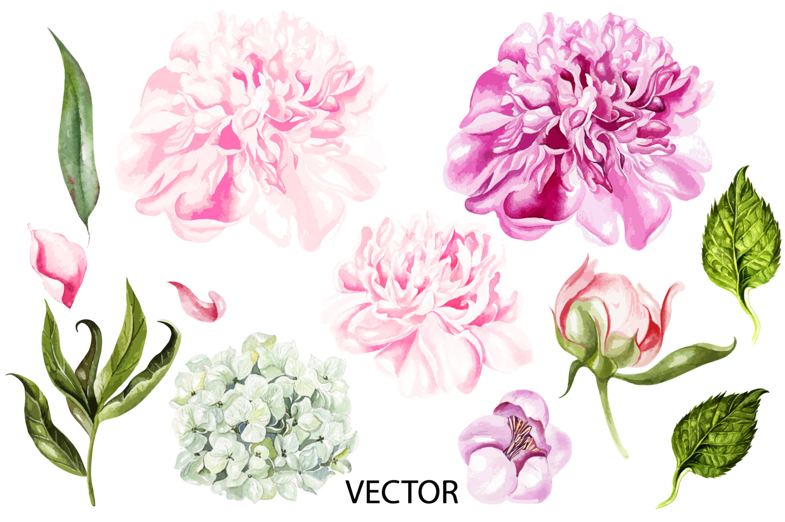 Watercolor Blooming Peony&amp;Hudrangea