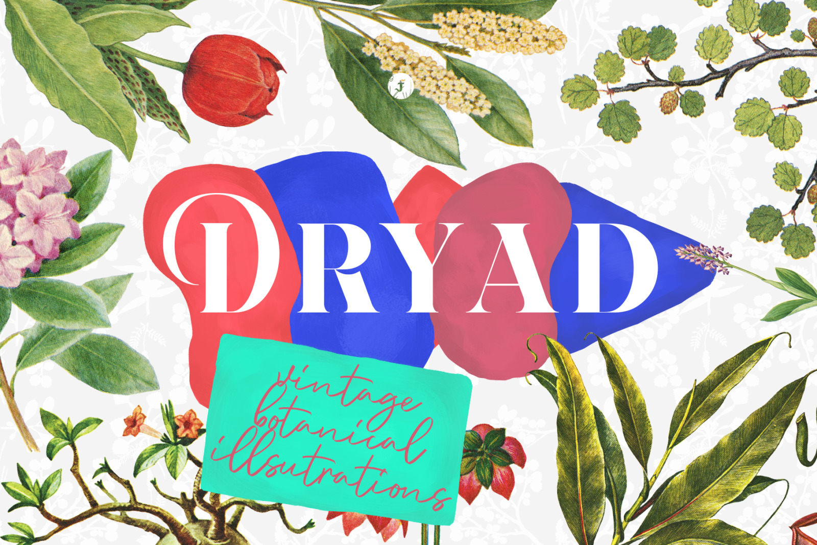 Dryad - Botanical Illustrations Dryad - Botanical Illustrations