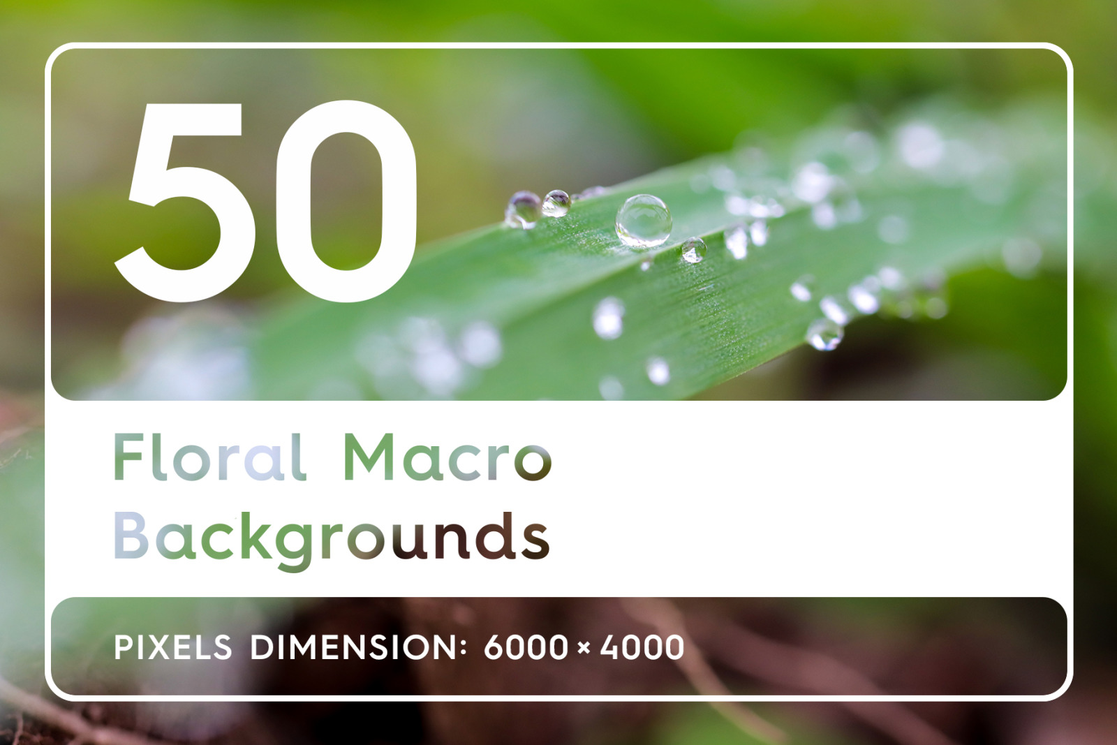 50 Floral Macro Backgrounds