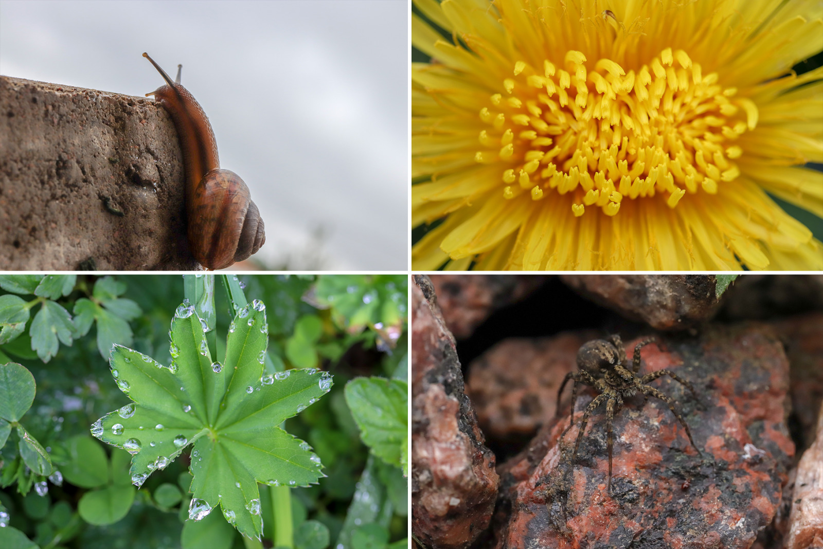 50 Floral Macro Backgrounds 50 Floral Macro Backgrounds