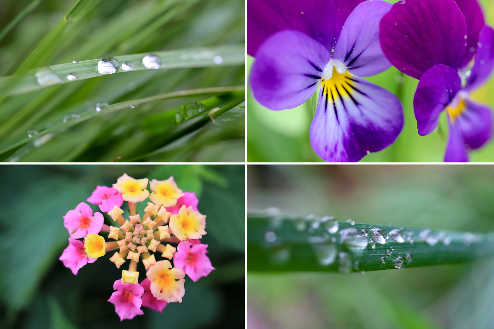 50 Floral Macro Backgrounds