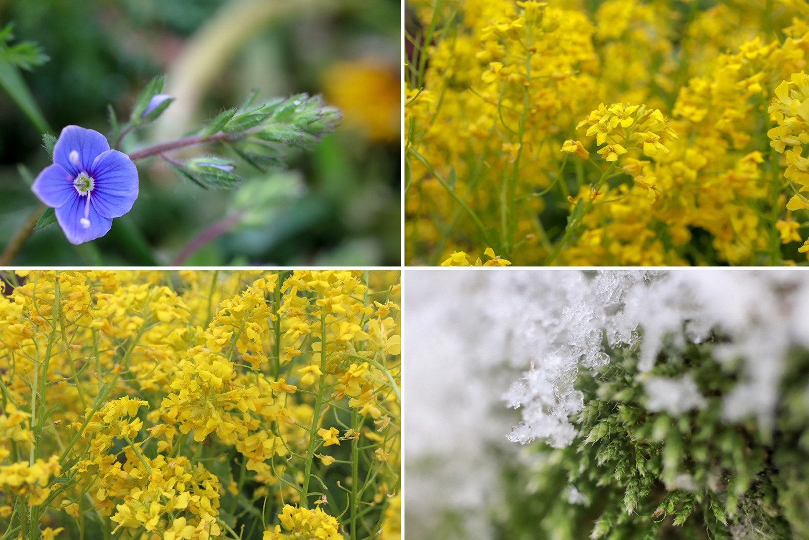 50 Floral Macro Backgrounds 50 Floral Macro Backgrounds