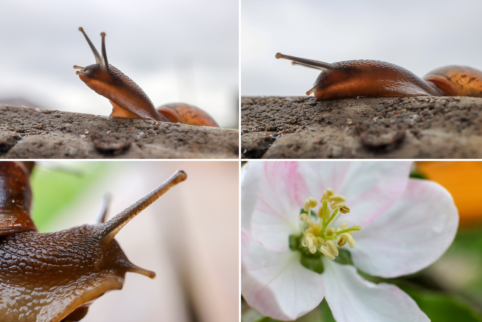 50 Floral Macro Backgrounds